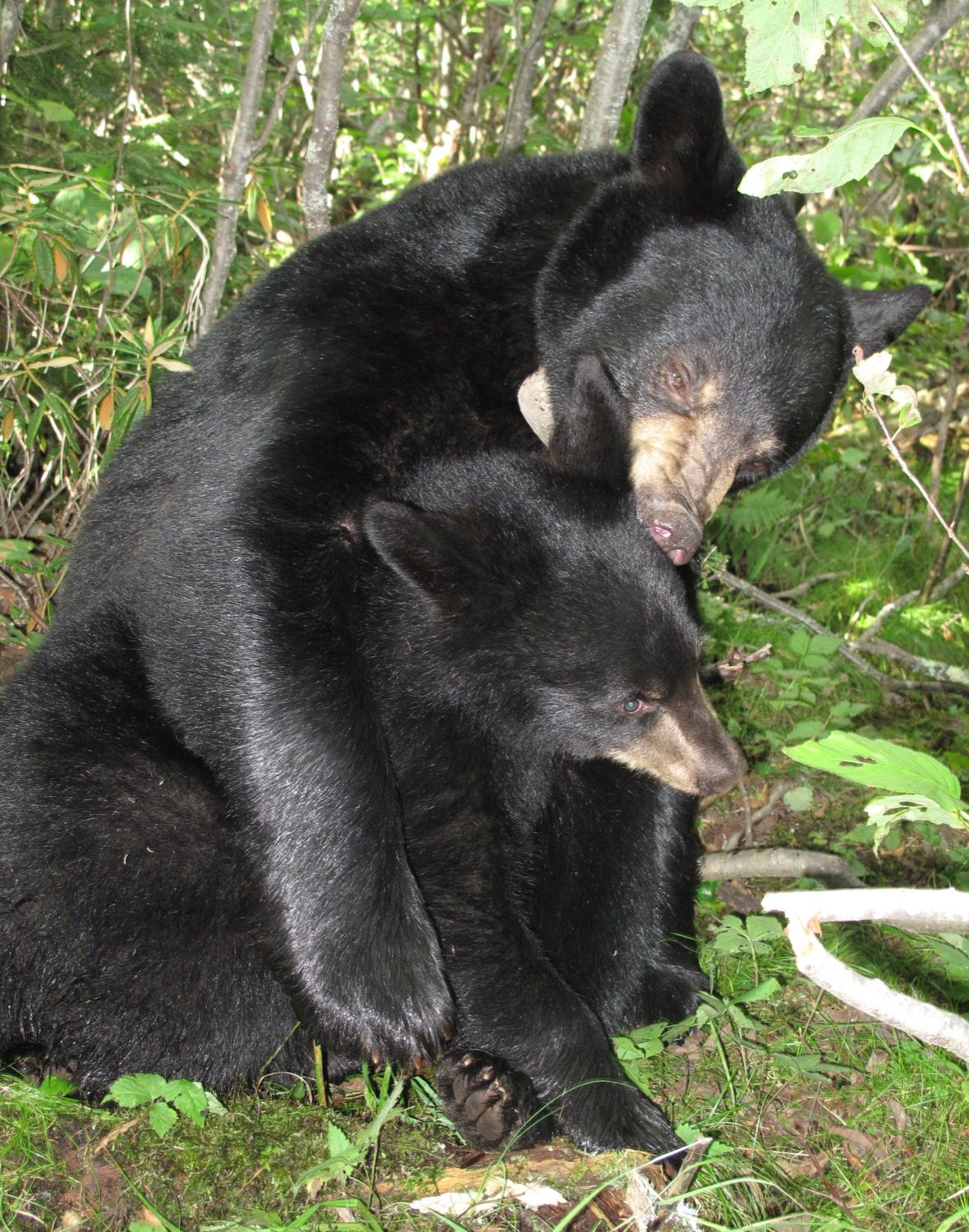 Lily, Hope, and more - UPDATE January 31, 2026