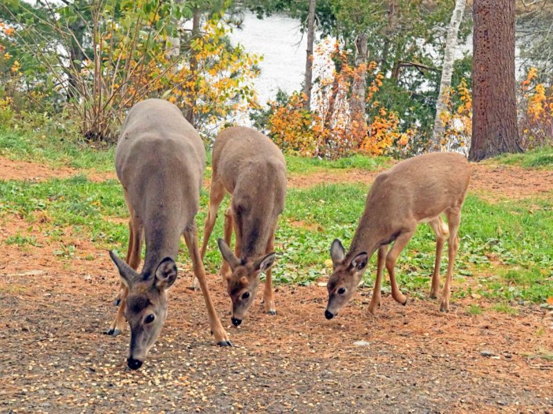 Fall is Progressing - UPDATE October 20, 2025