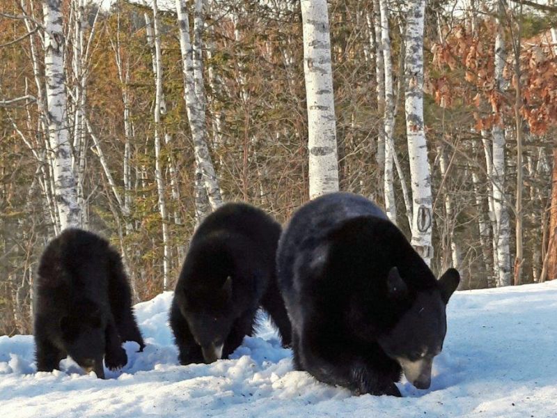 Bears Emerging - UPDATE April 10, 2023