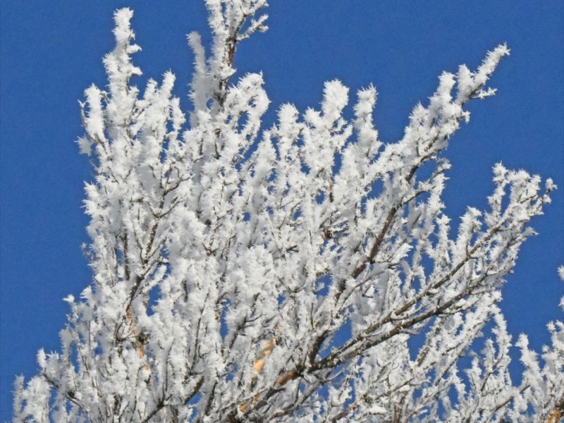 Cold Beauty, Warm Faces - UPDATE January 8, 2026