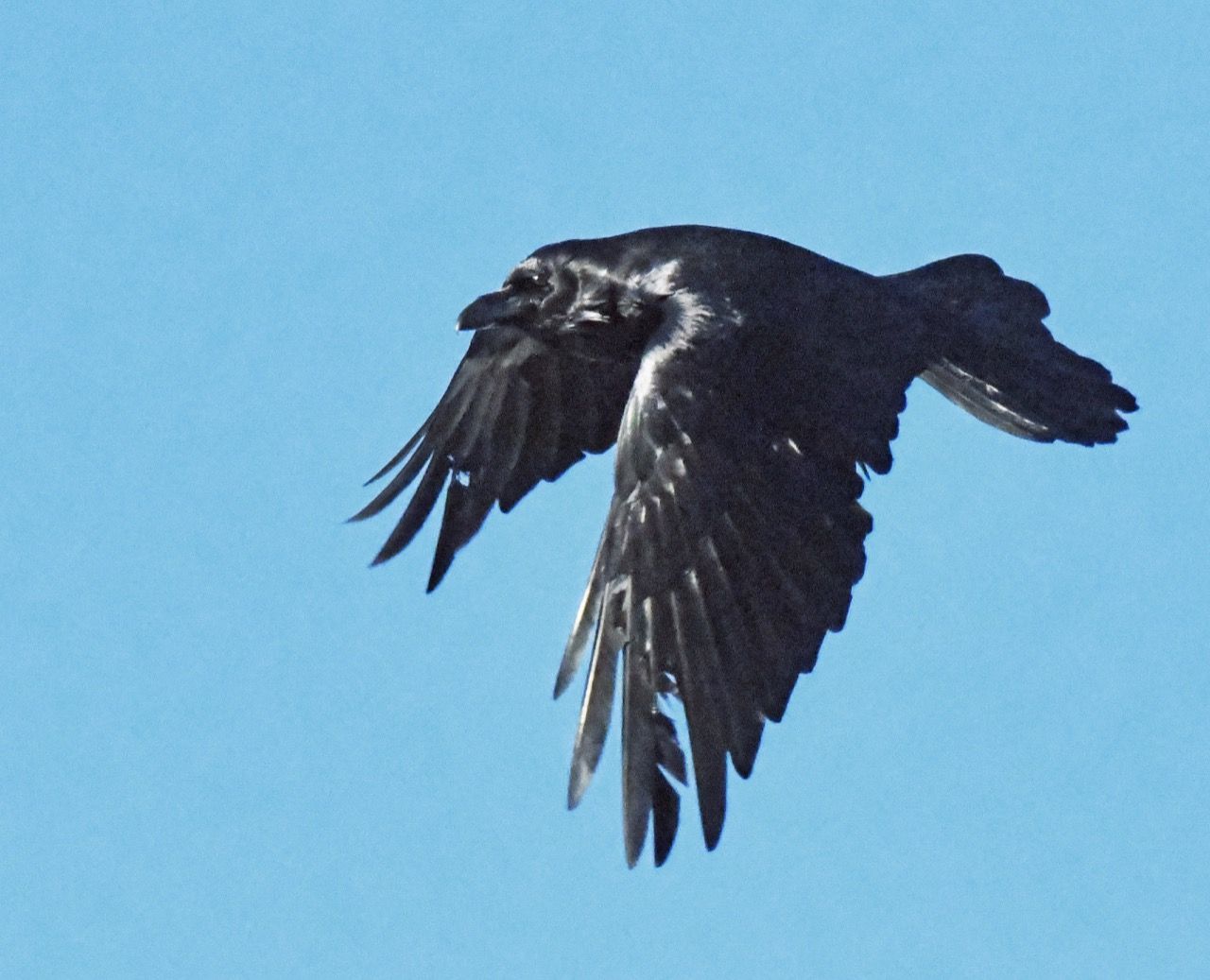 A Raven Mystery and a Memory - UPDATE January 16, 2026