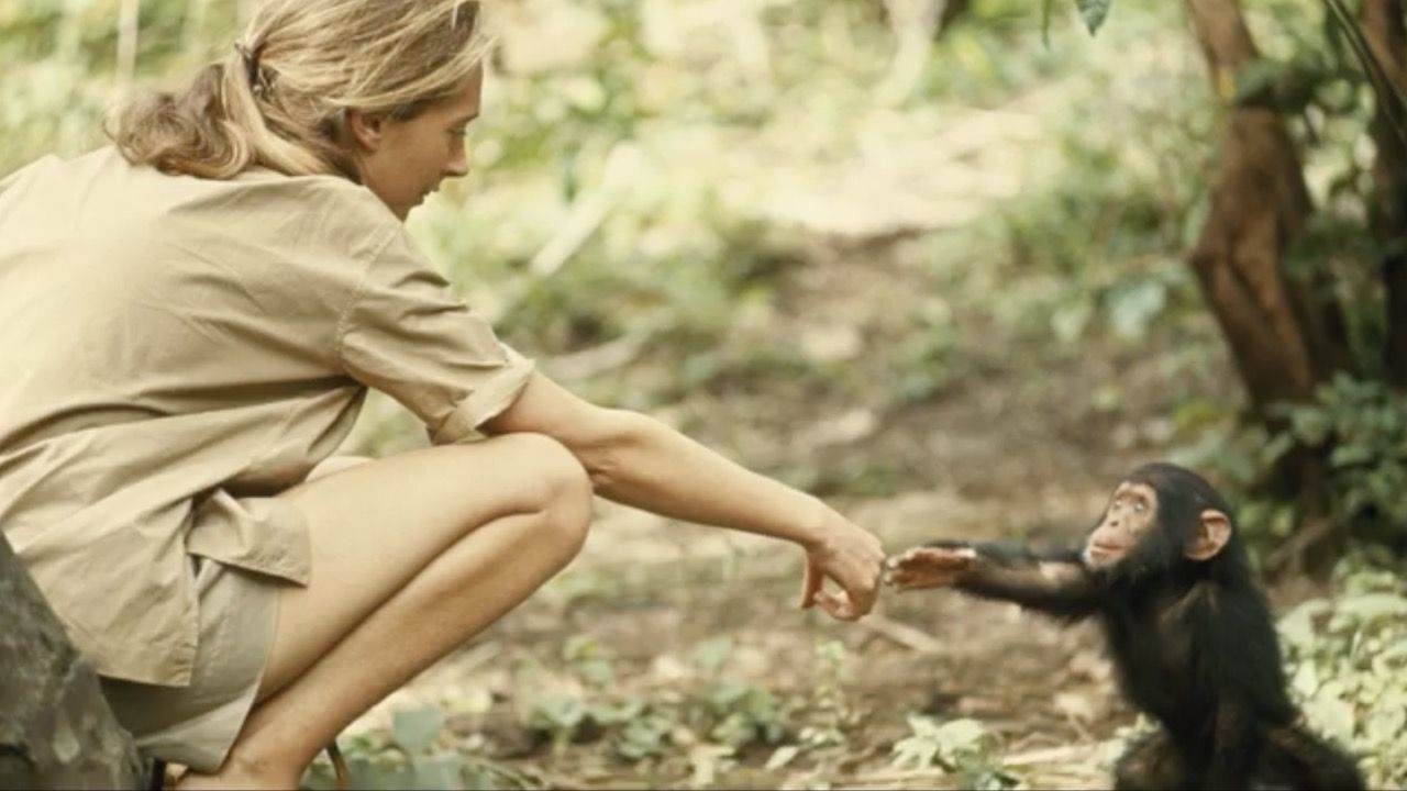An Amazing Tribute to Jane Goodall - UPDATE October 14, 2025