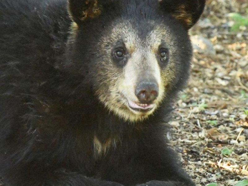 Bears, Bears, Big Birds, and a Big Bonanza - UPDATE June 1, 2024