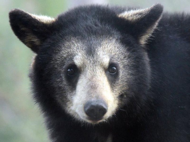 The Three Faces of Snowball and Why I Walked With Bears - UPDATE May 9, 2024